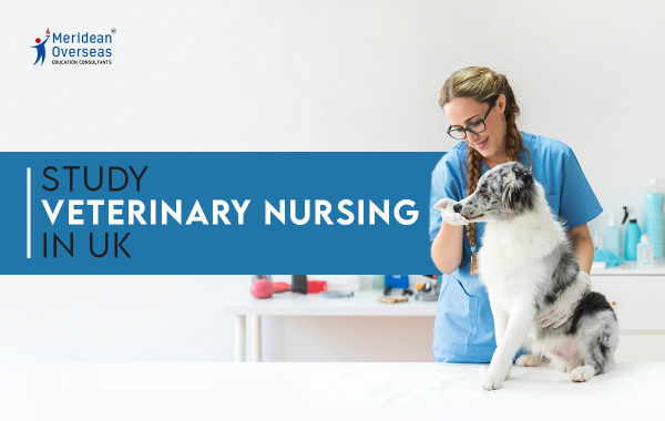Study Veterinary Nursing in UK
